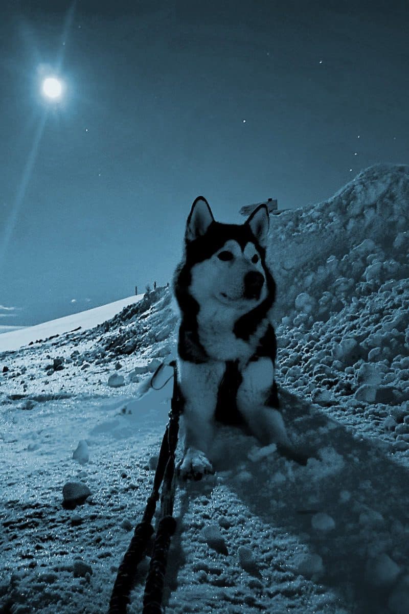 Alaskan Malamute YUMA im Schnee