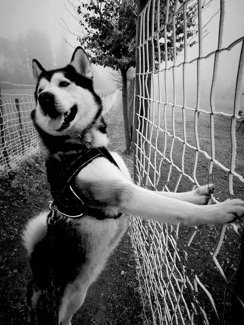 Alaskan Malamute YUMA